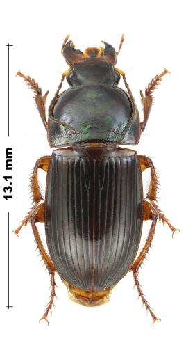 Réf. 301 082 : Harpalus dimidiatus